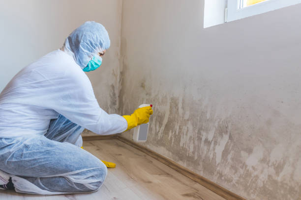 Licensed Mold Remediation service in Newport, WA - WQB Mold Removal